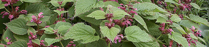 Lamium orvala, een nieuwe vaste plant